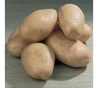 Patate da seme varietà Bintje a polpa farinosa in vendita sfuse (2 kg)