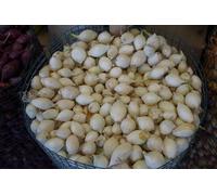 Patate da semina in formato mini-tuberi per la produzione nell'orto famigliare diverse varietà e quantitativi (Cipolla bianca Snowball, 250 grammi)