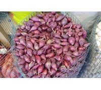 Patate da semina in formato mini-tuberi per la produzione nell'orto famigliare diverse varietà e quantitativi (Cipolla rossa tipo tropea, 100 grammi)