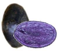 Patate da Semina Viola BLEUETTE - Tuberi Certificati - Varietà Antica - Polpa Viola - Ideali per Orto e Coltivazione Domestica