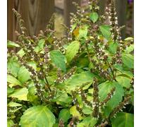 patchouli - pogostemon cablin perenne resistenti per sole pieno giardino balcone semi di decorazione salotto semi giardino 200pcs