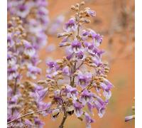 Paulownia - in vaso resistenti raro giardino balcone 300semi