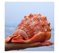 PBDEIOEOE Conchiglia naturale grande conchiglia conchiglia, Enorme conchiglia rara oceanica da 11 a 15 cm, perfetta for feste a tema spiaggia, matrimonio, acquario(14.5~15cm)