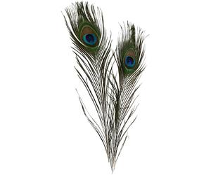 Peacock feathers, L: 25-30 cm, 10 pcs