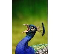 Peacock - Set di puzzle per adulti da 6000 pezzi - Gioco da parete (14 anni+)