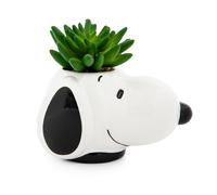 Peanuts Snoopy Viso Ceramica Mini Fioriera Con Artificiale Succulente 3.5 " L X