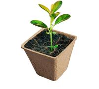Peat Pots,Small Seedling Peat Pots - Outdoor Nursery Tray, Flower Germination Starter, Vegetable Growing Tools | Peat Pots | Small Seedling Peat Pots Outdoor For Yard Lawn Garden Tomato Saplings