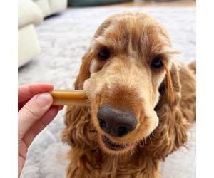 Pedigree Dentastix Snack per cani di tg. grande (> 25 kg) - 28 pz
