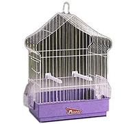 Pedri Gabbia Uccelli