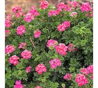 Pelargonium graveolens semi geranio limone estate cucina selvaggio balcone selvaggio primavera decorazione cucina giardino tagliati, autunno, 55pcs