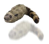 Peluche Procione Ripieno | Trucchi Magici con Animale a Molla - Peluche Magico con 9 Movimenti Integrati,per Intrattenimento, Spettacoli, Compleanni, Natale