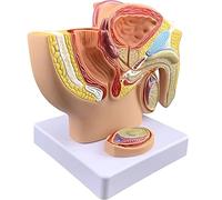 Pelvi maschile con modello di prostata - Modello anatomico del sistema riproduttivo di 1/2 taglia per studio e insegnamento, sistema genito-urinario della sezione sagittale mediana
