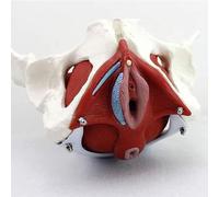 Pelvico femminile 3D con organi, bacino femminile con organi, muscoli del pavimento pelvico e organi riproduttivi, organi rimovibili includono utero, strumento educativo di formazione a