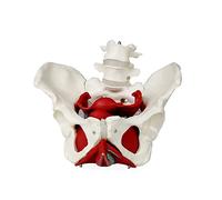 Pelvino Femminile con Organi, Modello Femminile del Pelvino E Modello di Organo, Muscoli Pelvici E Organi | Gli Organi Estraibili Includono Utero, Colon E Vescica