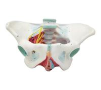 Pelvio Femminile Umano con Modello Digitale Dell'osso Pelvico del Muscolo del Pavimento Pelvico con Adatto per L'insegnamento E La Dimostrazione