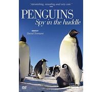 Penguins - Spy in the Huddle (DVD) David Tennant