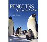 Penguins - Spy in the Huddle [DVD] [Edizione: Regno Unito]