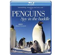 Penguins: Spy In The Huddle [Edizione: Regno Unito] [Edizione: Regno Unito]