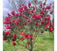 pennello bottiglia - semi da giardino samen balcone serra ornamentale resistente resistente per il giardino semi 100pcs