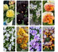 pensieri Copertura perenne resistente di balcone primavera bonsái riverdimento tetti arbusto farfalle giardino interni semi 950pcs