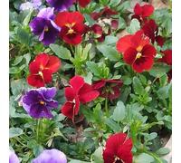 pensieri Copertura perenne resistente semi di prato selvaggio prato selvaggio, semina autunno, perenne reale arbusto farfalle 900pcs