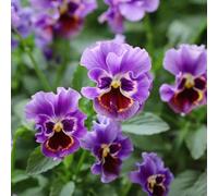 pensieri Copertura perenne resistente semi reali di esotiche perenne di decorazioni resistenti giardino per esterni prato 150pcs