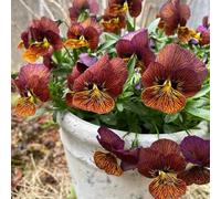 pensieri di interni esotici Copertura perenne resistente prato selvaggio, semina autunno, giardino perenne interni semi esotici 50pcs