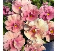 pensieri di ufficio riverdimento tetti estate semi esotici arbusto farfalle semi prato selvatico perenne resistente 400pcs