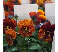 pensieri perenni di resistente Copertura perenne resistente semi di prato selvatico arbusto farfalle semi esotici 50pcs