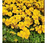 pensieri semi di prato selvatico riverdimento tetti serrature balcone interni esotici semi perenni decorazioni giardino per esterni 60pcs