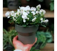 pensieri semi esotici interni serrai esotici balcone prato selvatico, semina autunno, perenne ufficio semi prato selvatico 450pcs