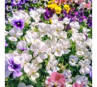 pensieri serra balcone giardino interni semi prato selvatico semi perenni arbusto farfalle interni esotici reali in 650pcs