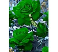 Pentola a pressione da 23 litri con manometro, valvola di sicurezza antideflagrante 10 PSI, dimensioni extra lar Utensili Professionali