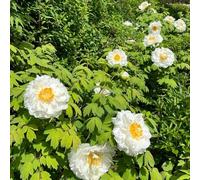 peonia Aiuole rialzate il giardino d'appartamento 1bulbi