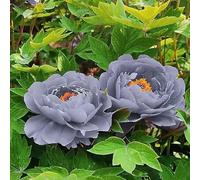 Peonia bulbi,bulbo da fiore che fiorisce in primavera e ha una forte resistenza al freddo,pianta erbacea perenne,peonia(Nessun seme, bulbo, non artificiale)-4bulbi-I