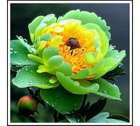 Peonia bulbi/miste/Radici selezionate di hosta/resistenti al freddo e alla siccità/adatte per la decorazione di giardini e balconi【NVNJHJN】-4 bulbi-B