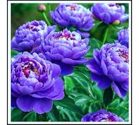 Peonia bulbi/miste/Radici selezionate di hosta/resistenti al freddo e alla siccità/adatte per la decorazione di giardini e balconi【NVNJHJN】-3 bulbi-E