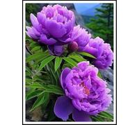 Peonia bulbi/miste/Radici selezionate di hosta/resistenti al freddo e alla siccità/adatte per la decorazione di giardini e balconi【NVNJHJN】-1 bulbi-D