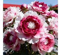 Peonia doppia/Resistente al freddo e facile da coltivare/Ideale per la coltivazione in vaso e in piena terra, sia in interni che in esterni-1 PCS-A