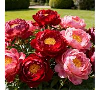 Peonia doppia/Resistente al freddo e facile da coltivare/Ideale per la coltivazione in vaso e in piena terra, sia in interni che in esterni-1 PCS-G