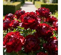 Peonia doppia/Resistente al freddo e facile da coltivare/Ideale per la coltivazione in vaso e in piena terra, sia in interni che in esterni-1 PCS-C