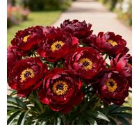 Peonia doppia/Resistente al freddo e facile da coltivare/Ideale per la coltivazione in vaso e in piena terra, sia in interni che in esterni-1 PCS-E