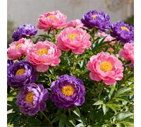 Peonia doppia/Resistente al freddo e facile da coltivare/Ideale per la coltivazione in vaso e in piena terra, sia in interni che in esterni-1 PCS-F