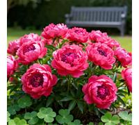 Peonia doppia/Resistente al freddo e facile da coltivare/Ideale per la coltivazione in vaso e in piena terra, sia in interni che in esterni-1 PCS-D