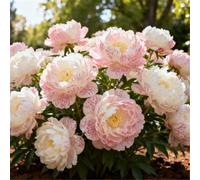 Peonia doppia/Resistente al freddo e facile da coltivare/Ideale per la coltivazione in vaso e in piena terra, sia in interni che in esterni-1 PCS-B