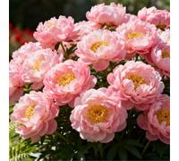 Peonia doppia/Resistente al freddo e facile da coltivare/Ideale per la coltivazione in vaso e in piena terra, sia in interni che in esterni-5 PCS-I