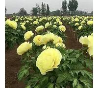 Peonia,Garden,molto grande,resistente all'inverno,decorazione eccellente,facile da curare,bellissima.-6cipolle-E