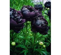 Peonia,Garden,molto grande,resistente all'inverno,decorazione eccellente,facile da curare,bellissima.-4cipolle-G