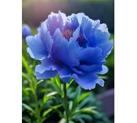 Peonia,Garden,molto grande,resistente all'inverno,decorazione eccellente,facile da curare,bellissima.-6cipolle-D