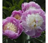 Peonia,Garden,molto grande,resistente all'inverno,decorazione eccellente,facile da curare,bellissima.-6cipolle-C